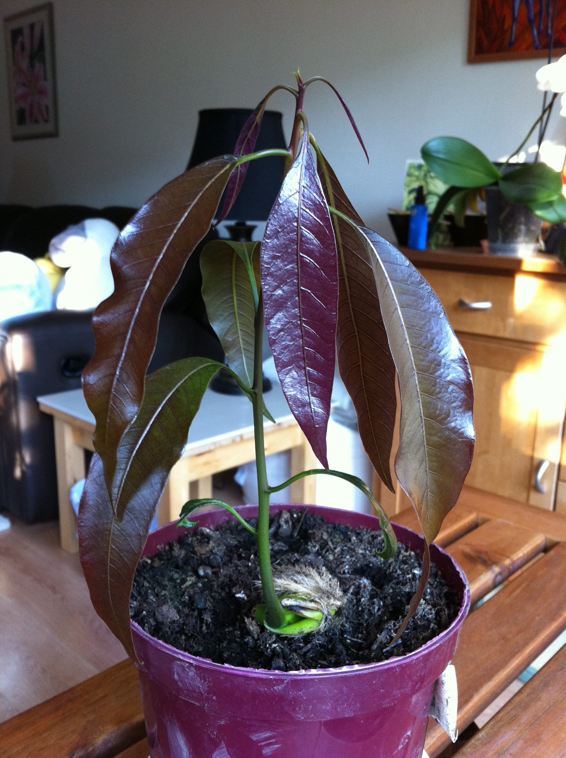 Mango Sunil's Garden