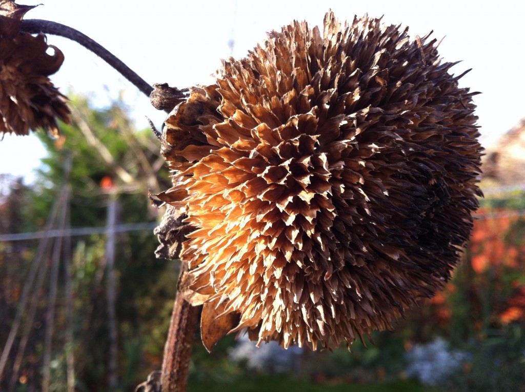 Winter Sunflowers Sunil's Garden