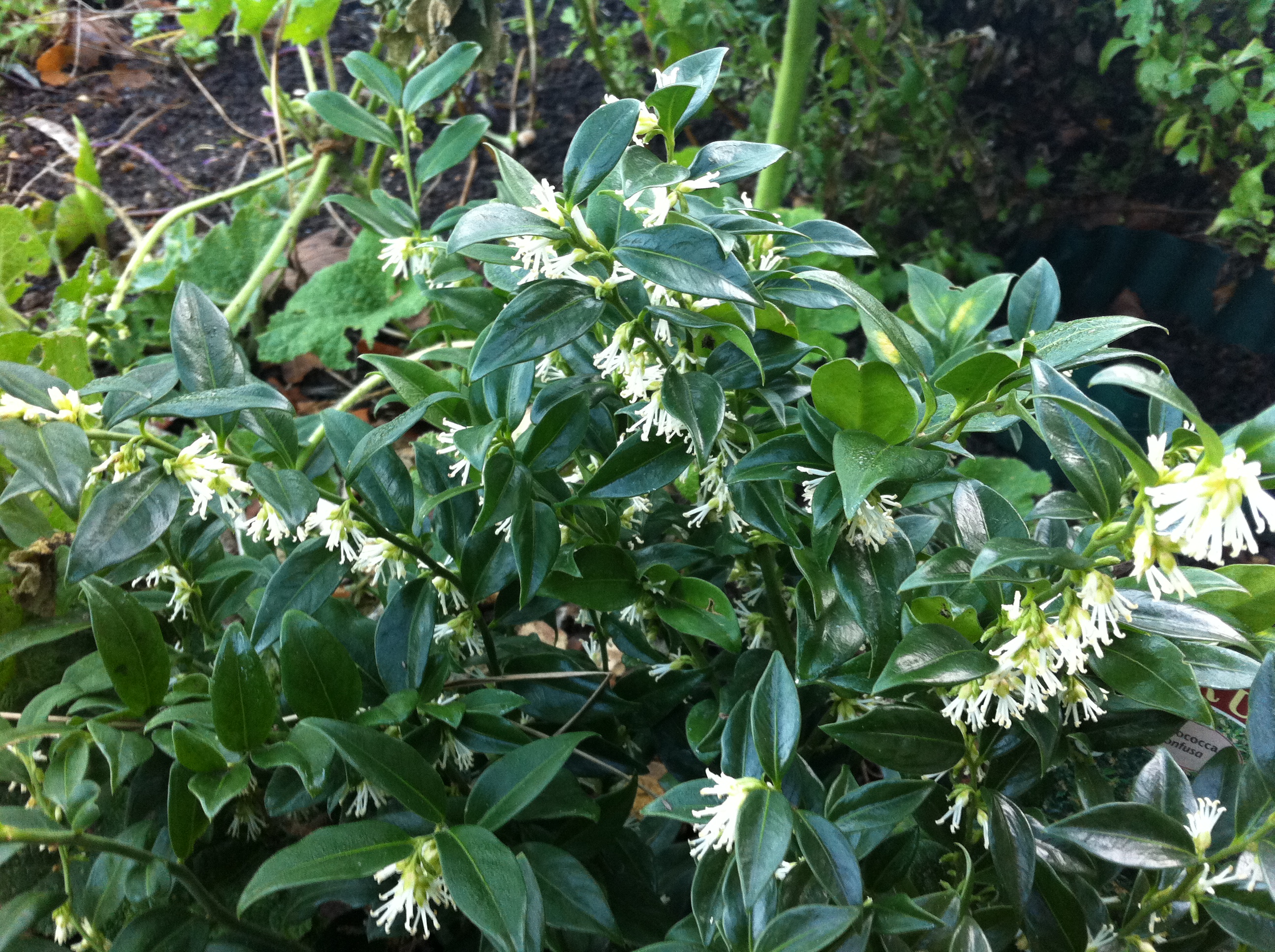 Sarcococca Confusa Sunil�s Garden