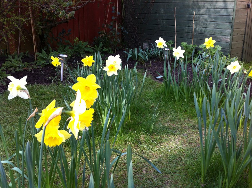 The Lawn Daffodils Sunil's Garden