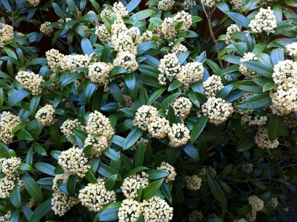 Skimmia Japonica