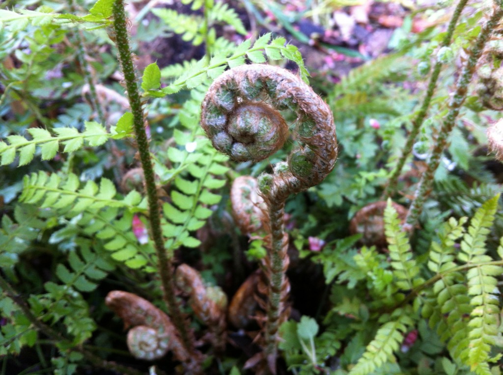 Unfolding Fern Fronds