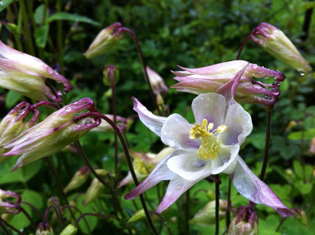 Young Aquilegia Caerulea
