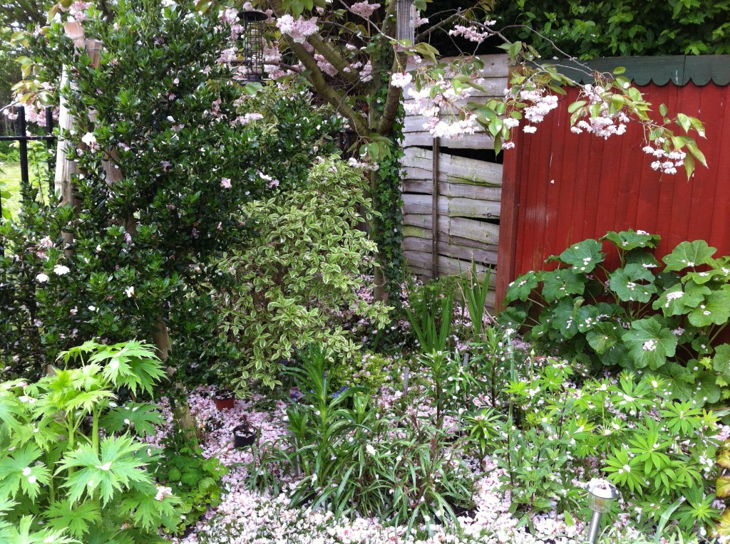 Shed Cherry Blossom
