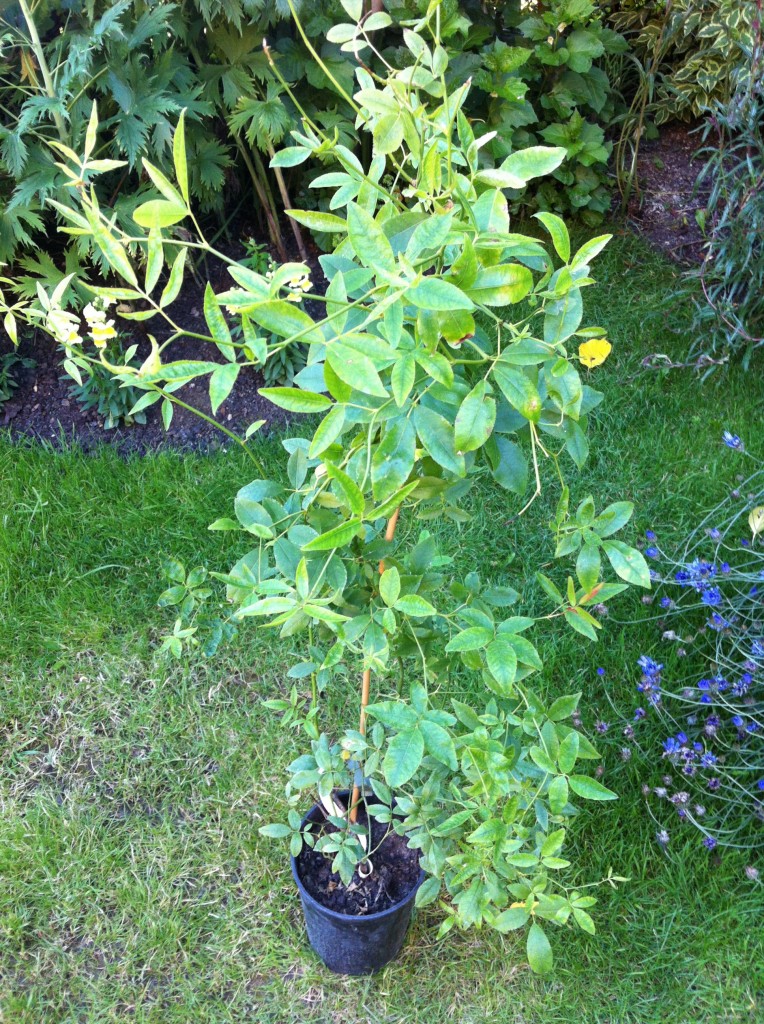 Replacement Banksiae Lutea Rose