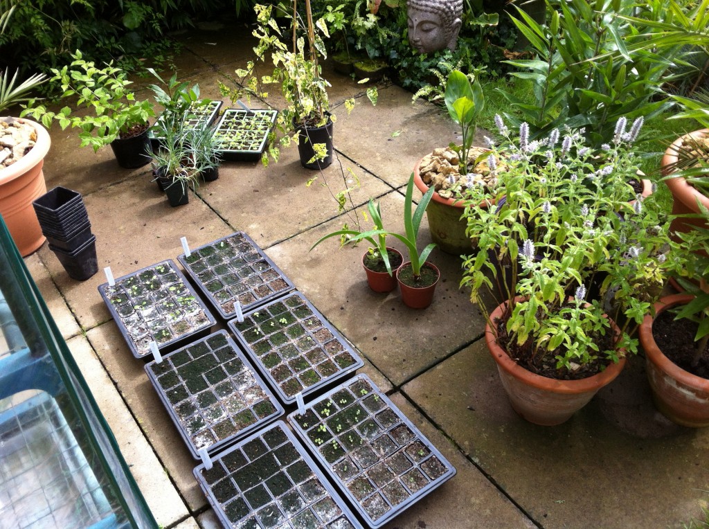 Patio Staging Sunil's Garden