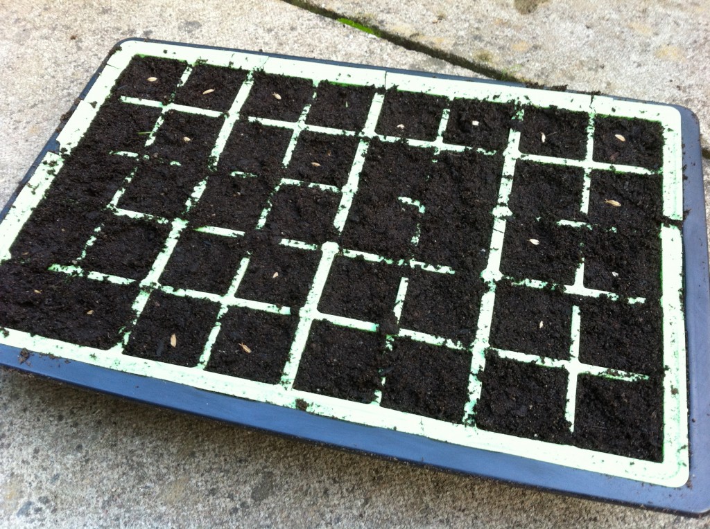 Sowing Astrantia