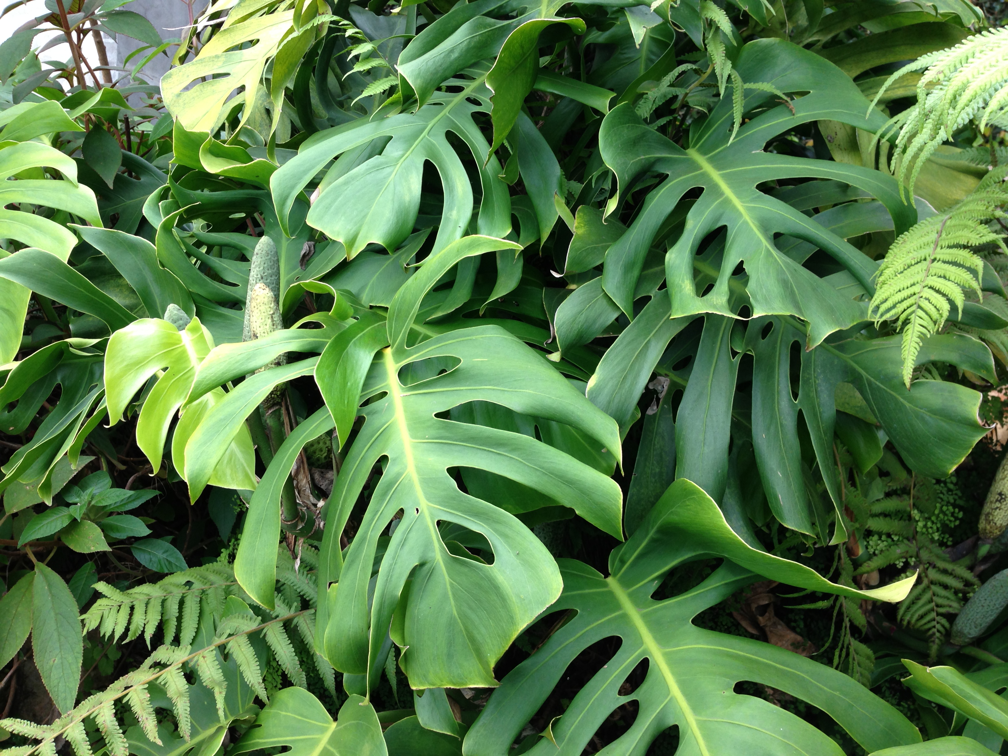 Swiss Cheese Leaves Sunil�s Garden