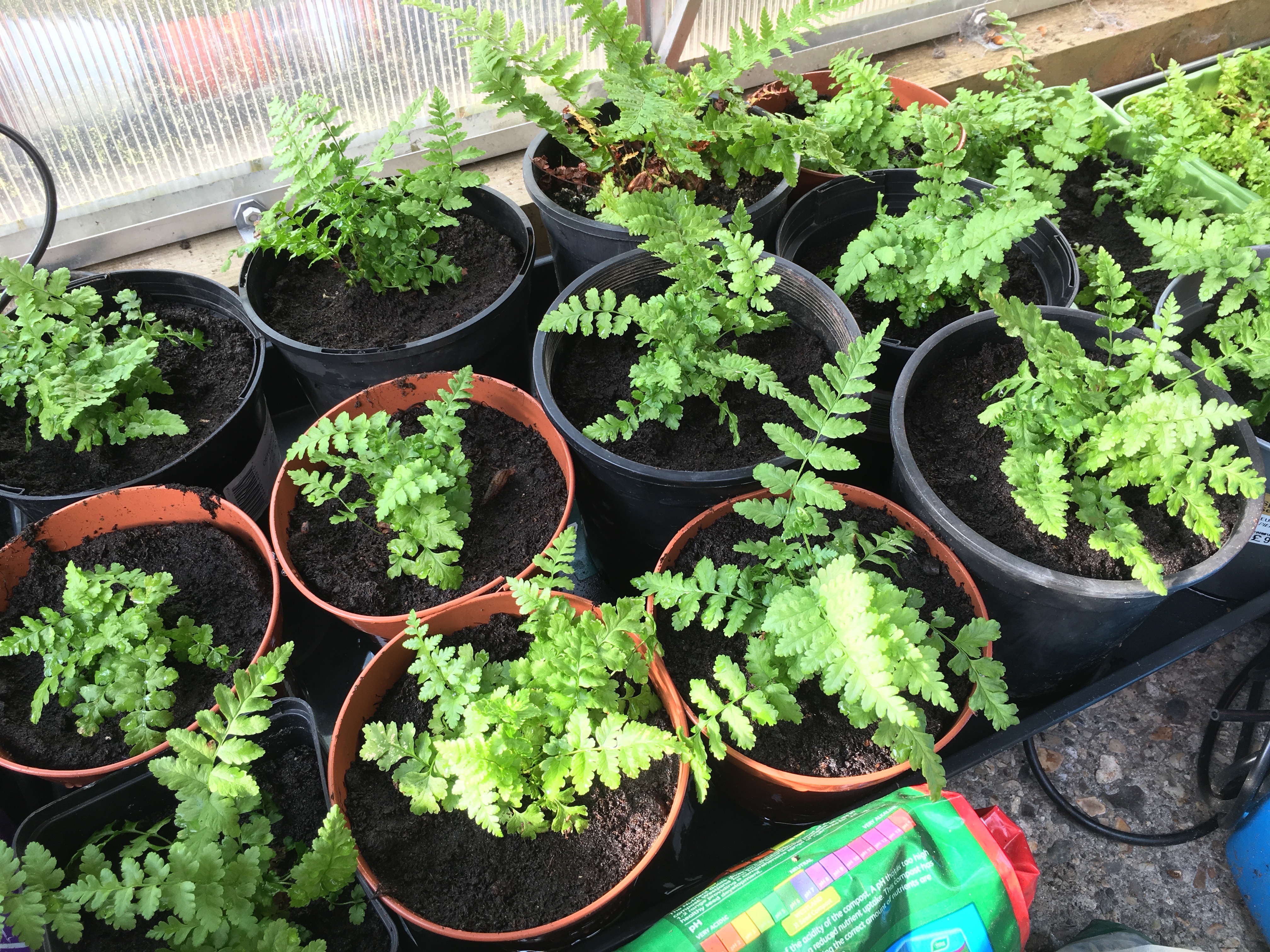 Raising Ferns From Spores Sunil�s Garden